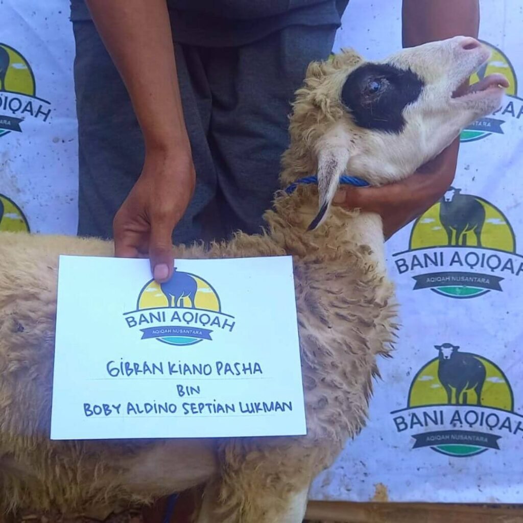 Sheep