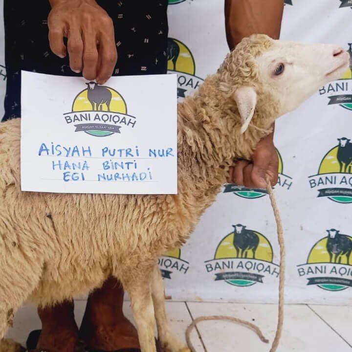 Sheep