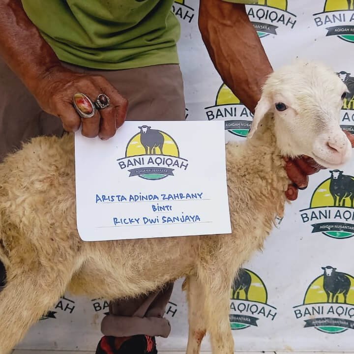Sheep