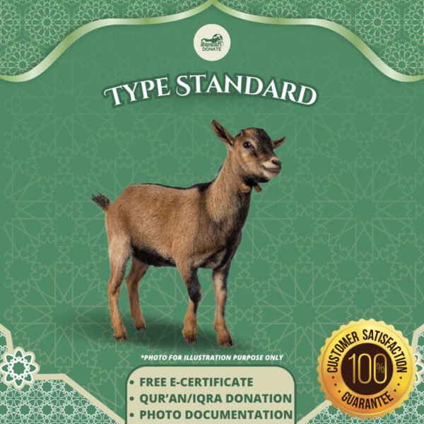 Standard Sheep