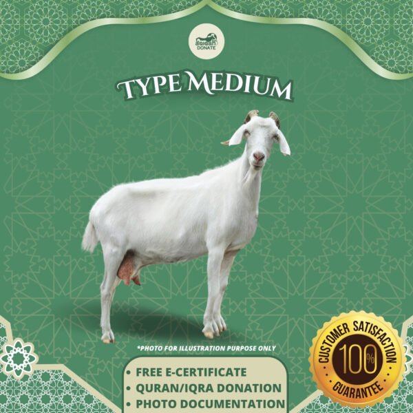 Medium Sheep