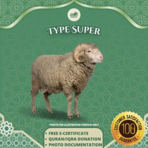 Super Sheep